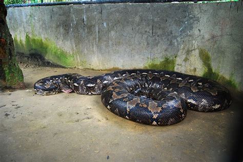 The legendary Prony and the enchanting pythons .